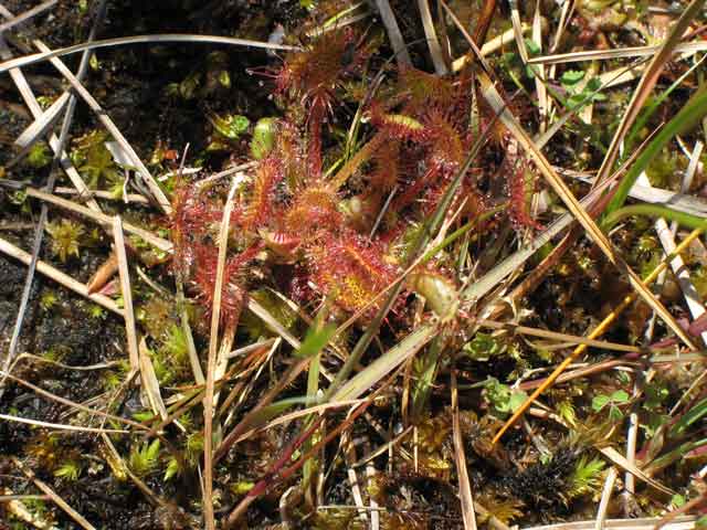 sundew