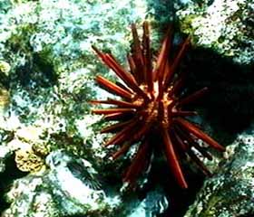 urchin