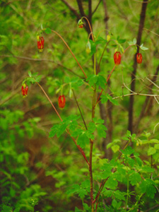 columbine