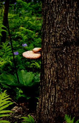 Fungus on tree trunk.