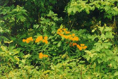 Butterflyweed