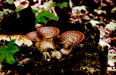 fungus trio