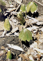 Mayapples Sprouting