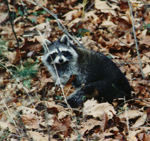 raccoon