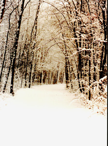 Fresh snowfall