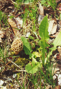 Morel