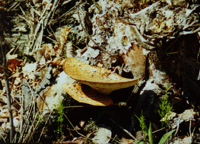 Fungi