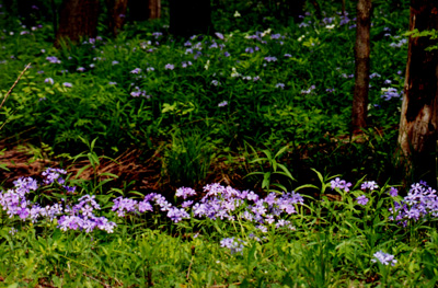 purple wildflowers