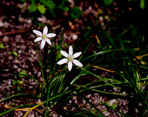 white flower