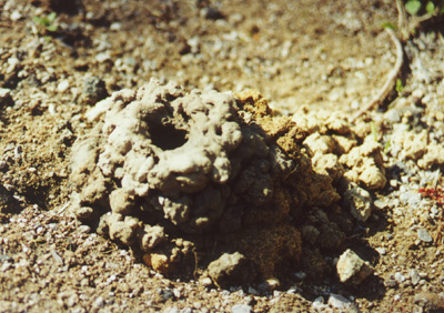 crayfish chimney