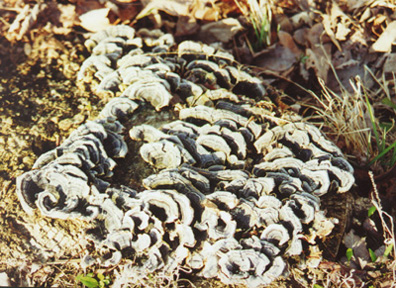 Fungi