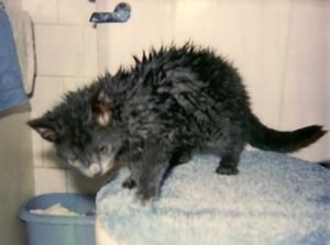http://www.oocities.org/Yosemite/Meadows/6321/bathtime3.jpg