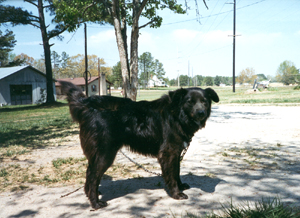 http://www.oocities.org/Yosemite/Meadows/6321/rascal.jpg