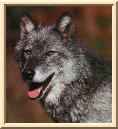 Gray wolf 
head