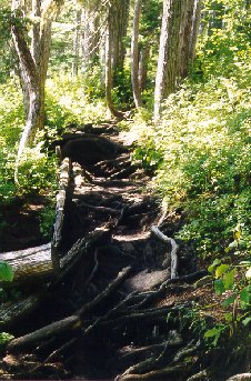 muddy trail
