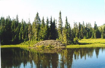 Paradise Meadow