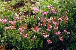 alpine flower