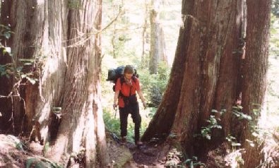 Between two big trees