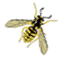 Honey Bee