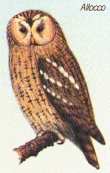 Allocco