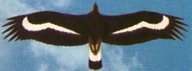 Aquila Reale(giovane)