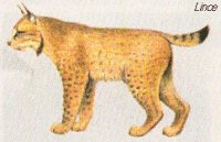 Lince