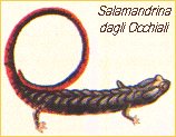 Salamandrina dagli Occhiali