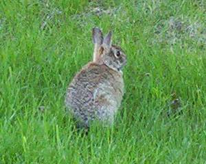 Rabbit