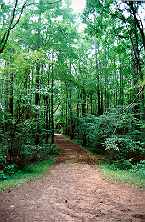 forest trail