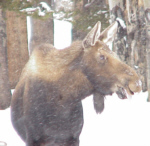 Moose Cow
