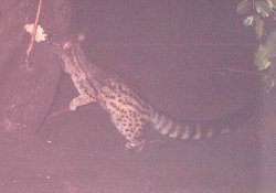 genet.jpg (7494 bytes)