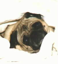 PugPic
