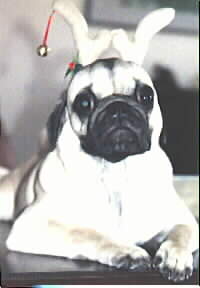 PugPic