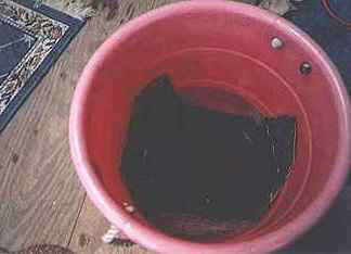 African goat skin softening
by soaking in a bucket of water.