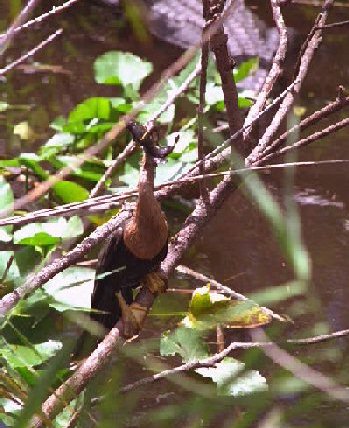 Anhinga with fish