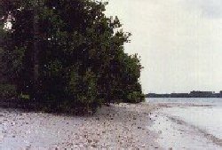 Mangrove jungle and beach at Manatee River