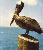 Brown pelican