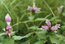 Pink turtlehead