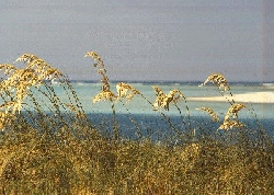 Sea oats grass