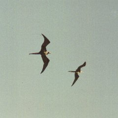 Sooty terns flying over Ft. Jefferson