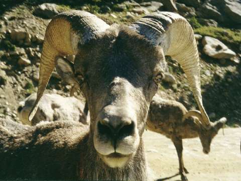 Bighorn
