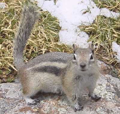 Chipmunk buddy
