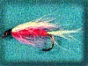 Little Rainbow Trout