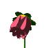 bFLOWERred.gif (5590 bytes)