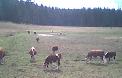 Cows in my neighborhood