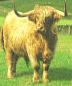 Picture of Highland Cow