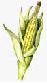 Picture of Corn
