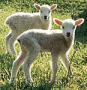 Two lambs