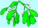 Picture of Mistletoe