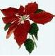 Picture of poinsettia